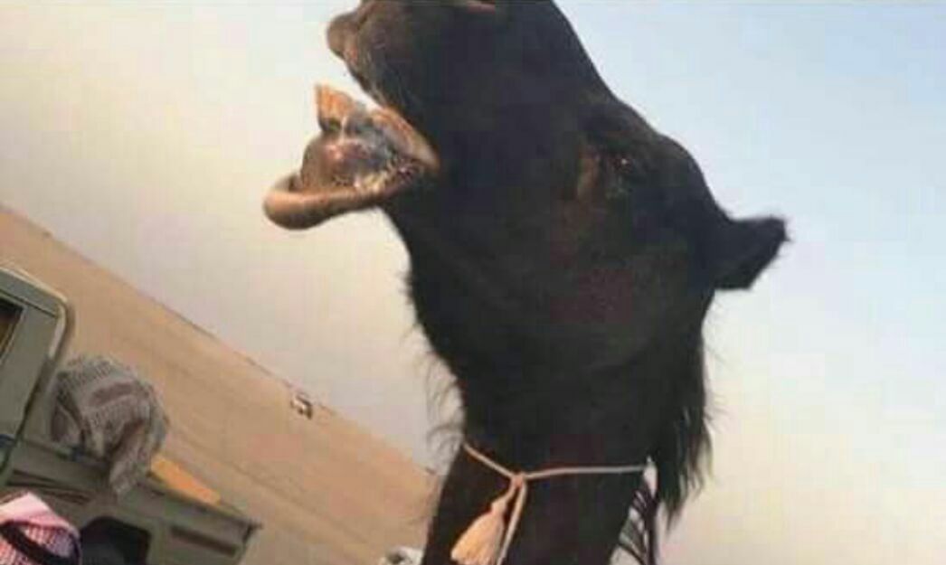 ازدواج دو شتر نر وماده در عربستان! + عکس