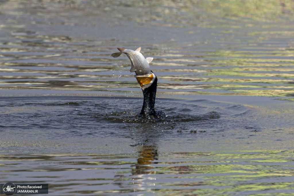 یک پرنده ماهی خوار در حال شکار یک ماهی بزرگ + عکس
