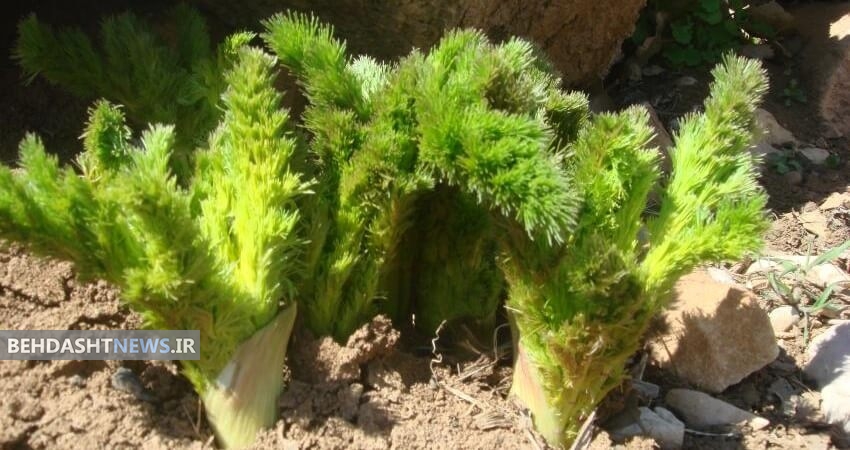  کرفس‌ کوهی تنظیم کننده اشتها