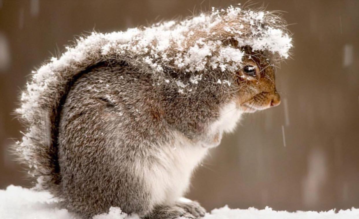 سنجابی که با دمش خودش را گرم می‌کند + عکس