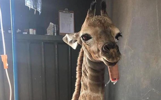 تصویری جالب از نوزاد 7 روزه زرافه + عکس