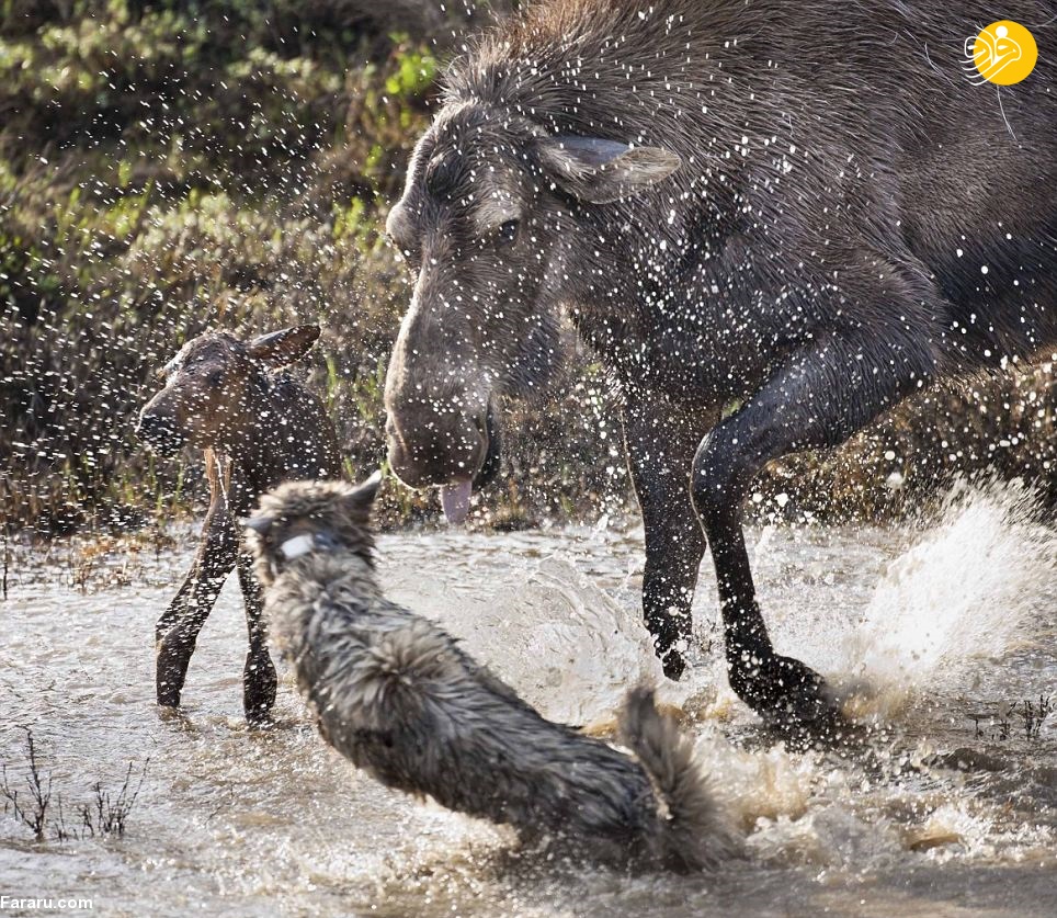 حمله ناکام گرگ ‌ها در شکار بچه موس + عکس