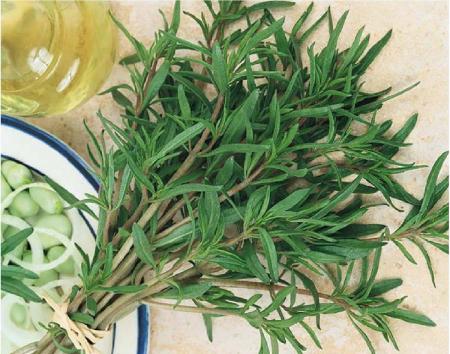 اگر به غذا اشتهایی ندارید از این گیاه دارویی غافل نشوید