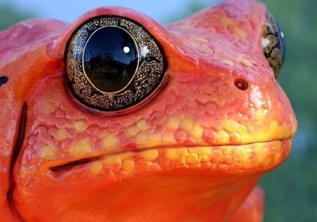 زیباترین چشمان در میان جانوران + عکس