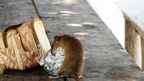 حمله موش غول پیکر به نوزاد مادرش را شوکه کرد +عکس