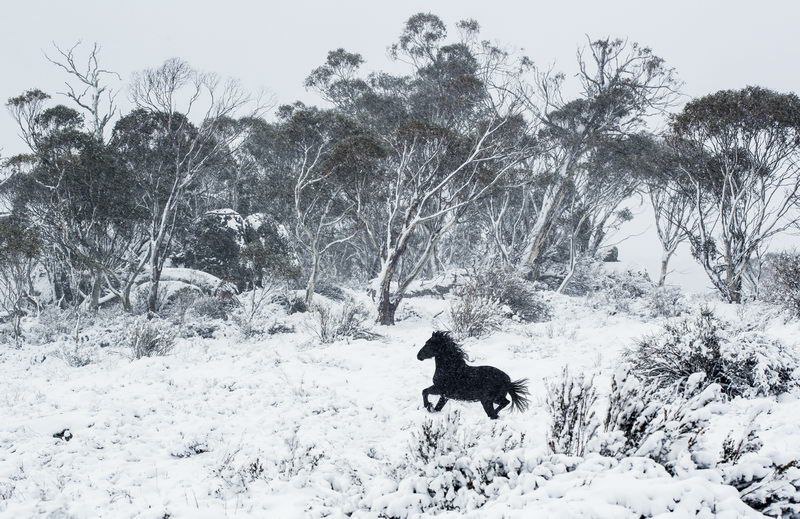 تصویری زیبا از اسب در جنگل برفی + عکس
