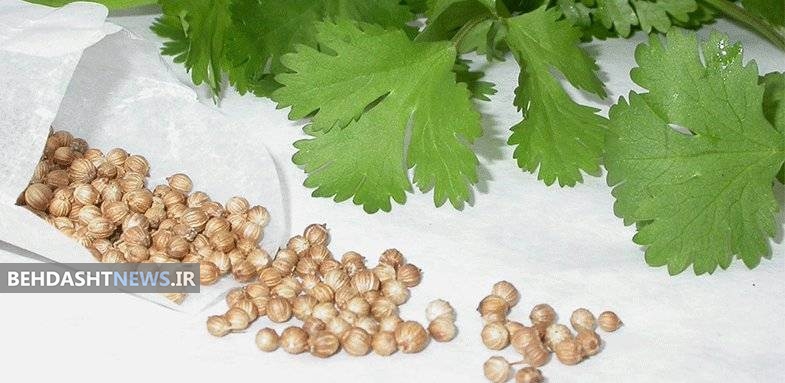  درمان مشکلات گوارشی با گیاه گشنیز
