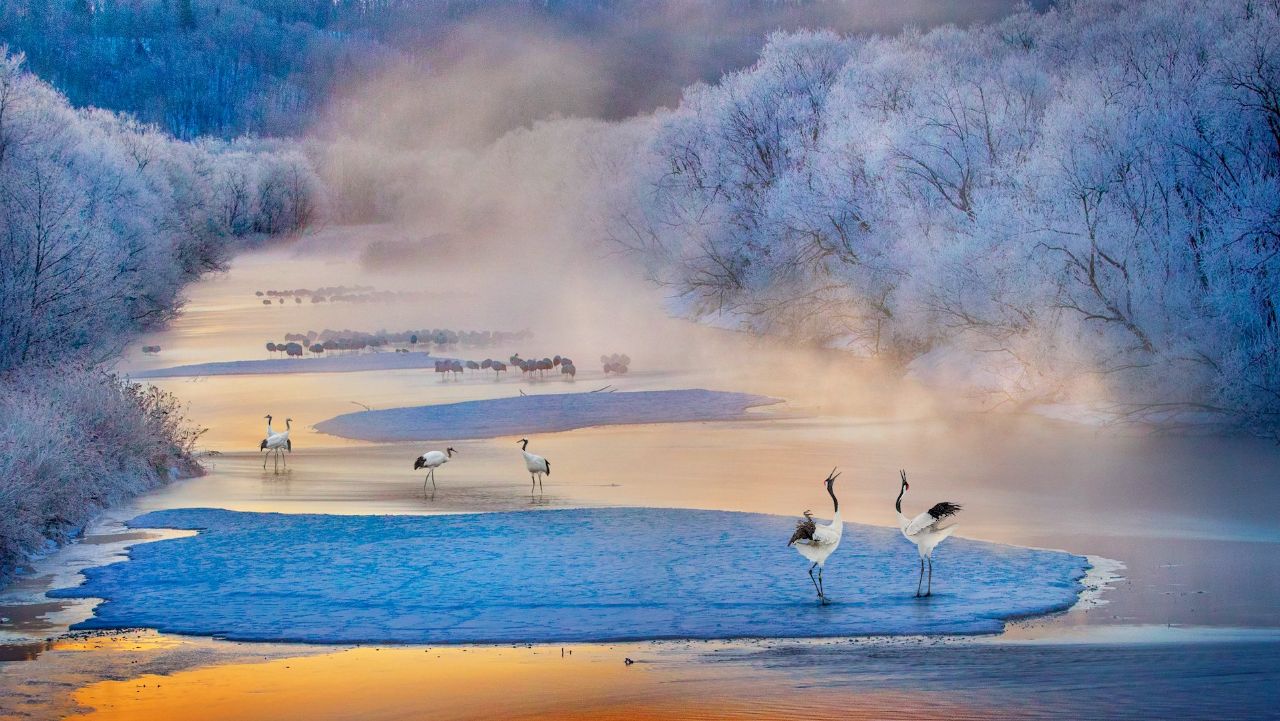  رقص درناها + عکس