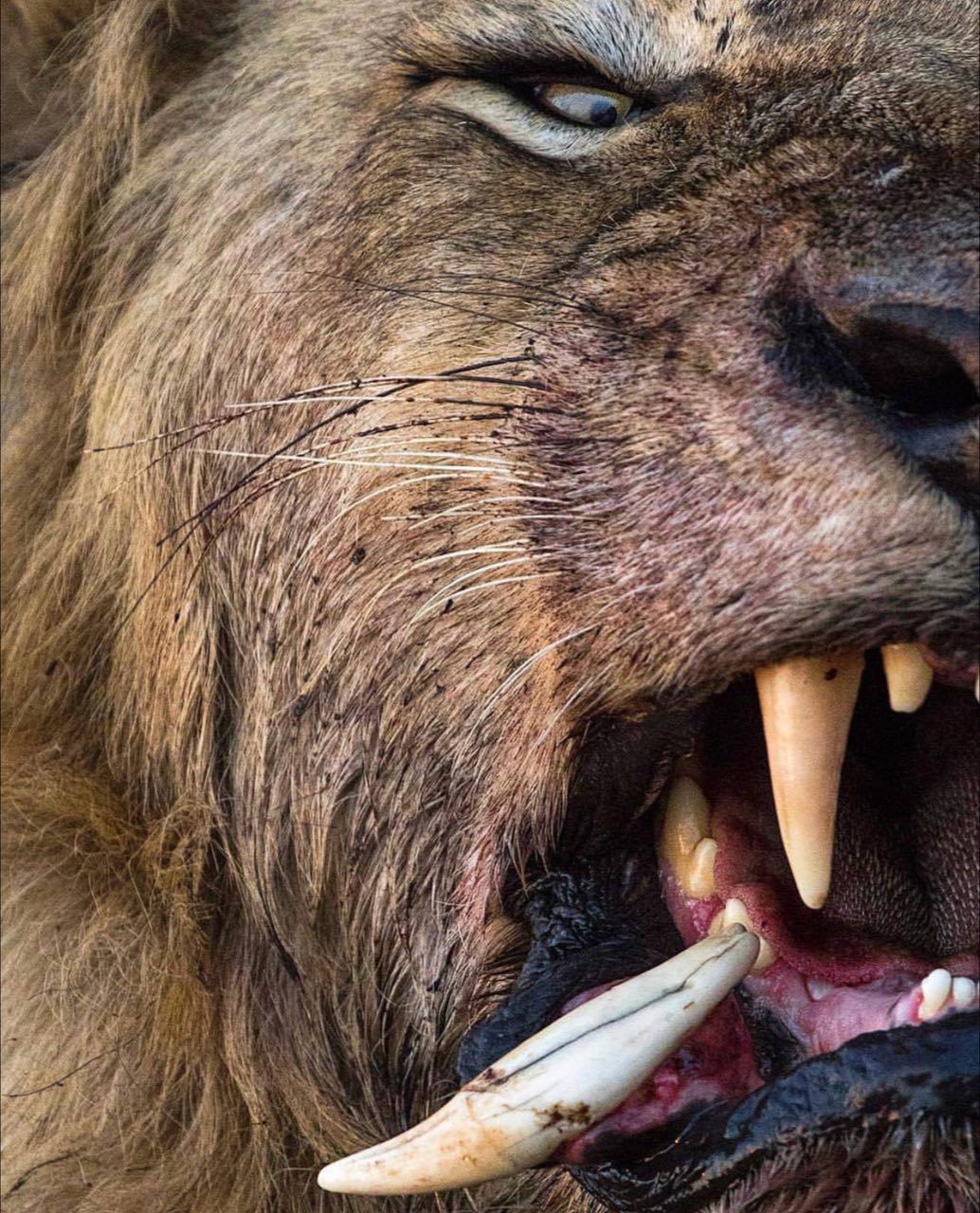 آویزان شدن دندان شیر + عکس