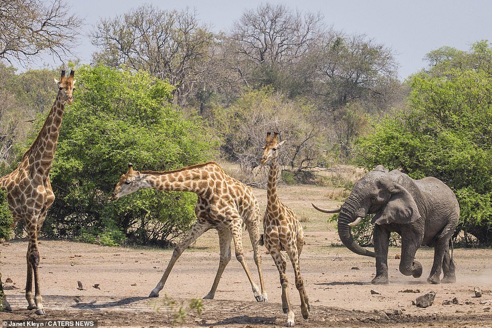 فیلی که زرافه‌ها را از قلمرو خود بیرون کرد! + عکس