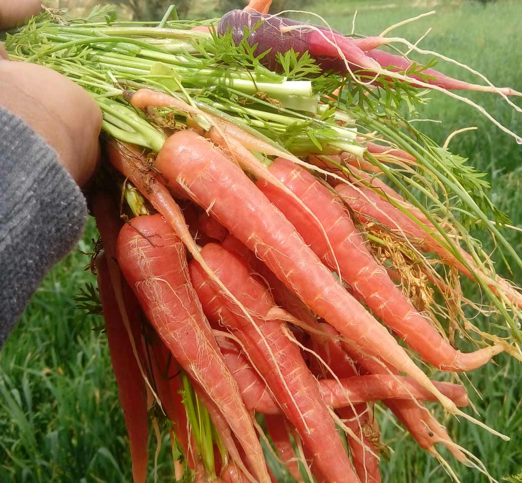 این صیفی پر خاصیت را بیشتر بشناسیم