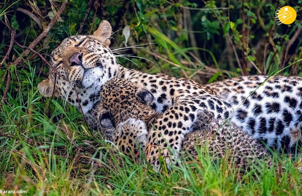 مهر مادری جالب در پلنگ ها! + عکس