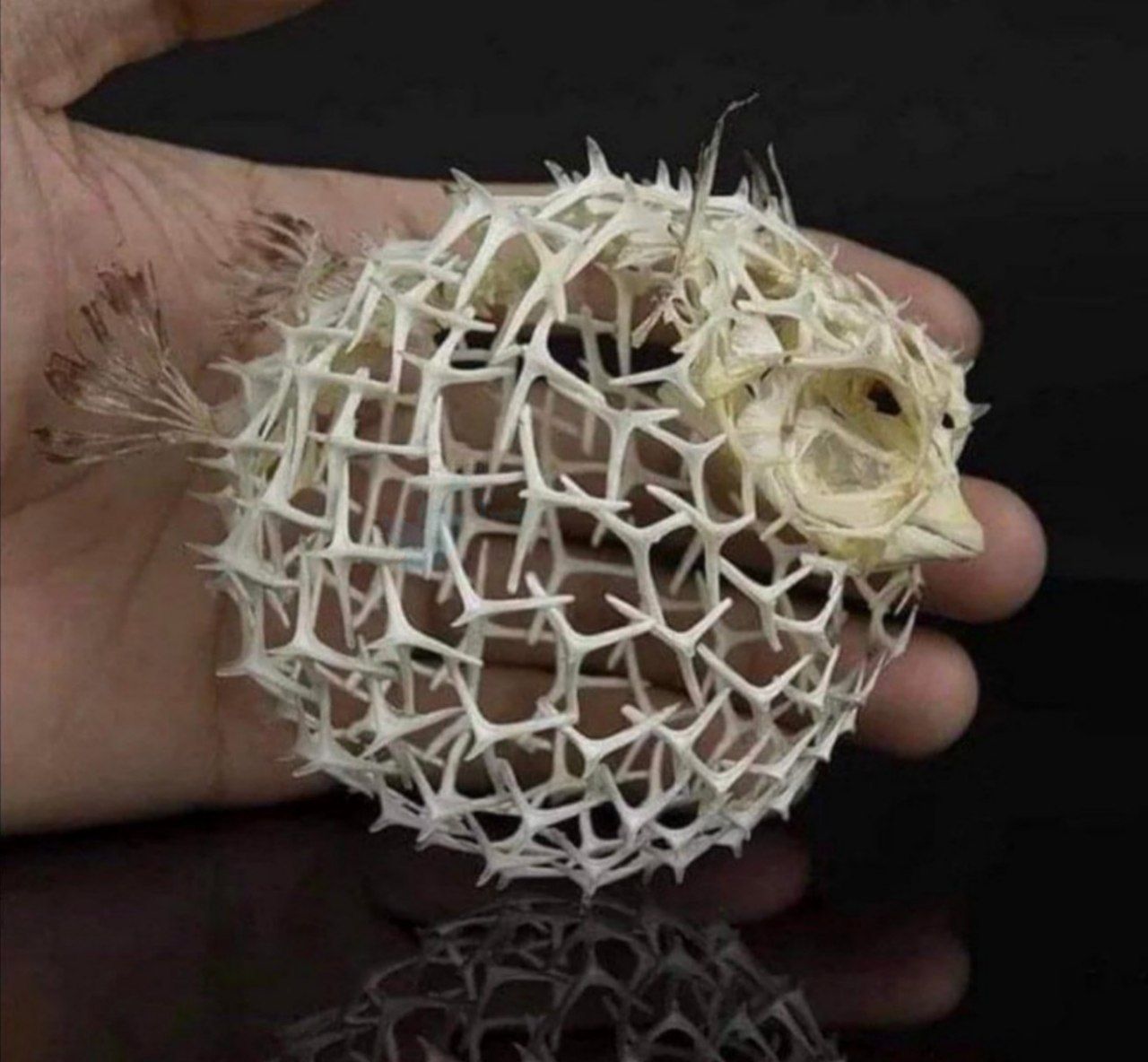 ‏اسکلت جالب ماهی بادکنکی + عکس