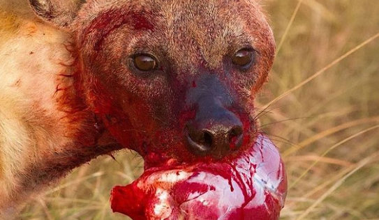 قلب خونین یک حیوان در دهان کفتار + عکس