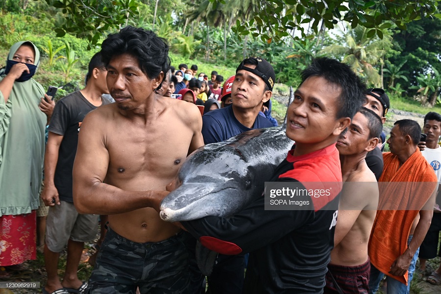 برگرداندن دلفین گمشده به دریا در اندونزی + عکس