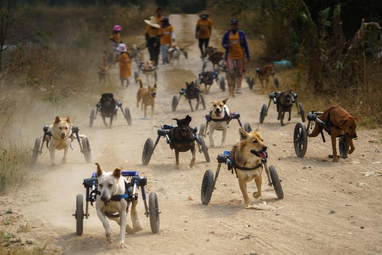 راه رفتن سگ های معلول با وسیله کمکی در تایلند + عکس