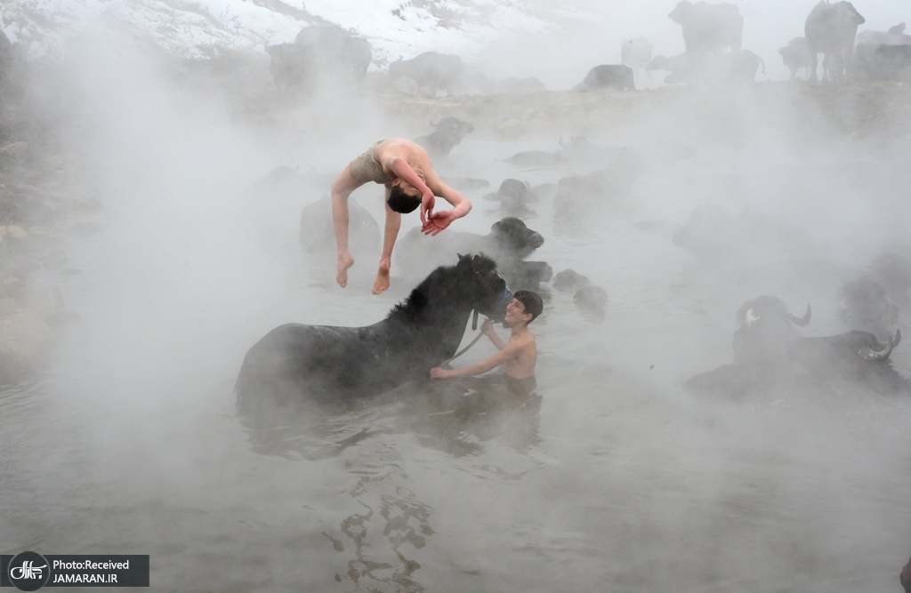 شنا کردن پسر بچه ای در آب چشمه ای به همراه گاومیش ها +‌ عکس