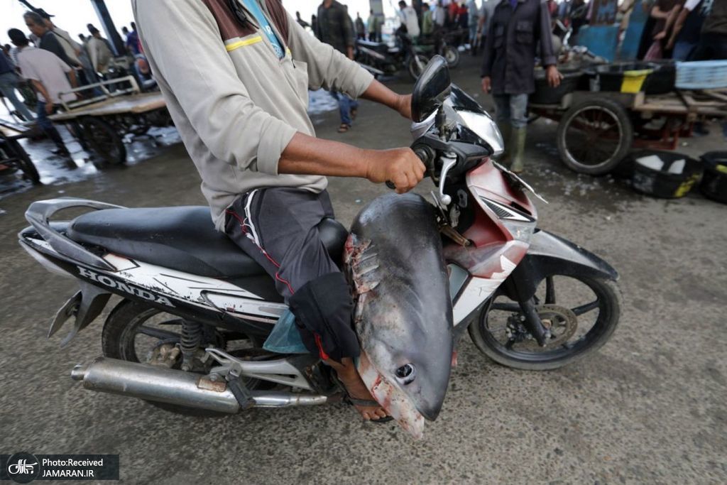 حمل کوسه صید شده با موتور! + عکس