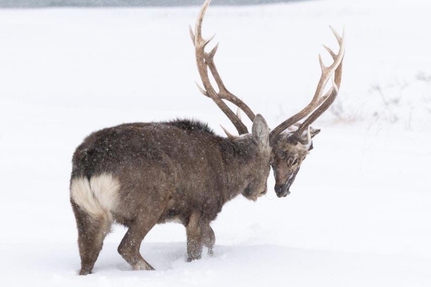 تصویر عجیبی از یک گوزن که سر یک گوزن دیگر را حمل می‌کند! + عکس