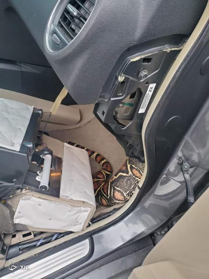 مخفی شدن مار بوآ در داشبورد، راننده را شوکه کرد + عکس