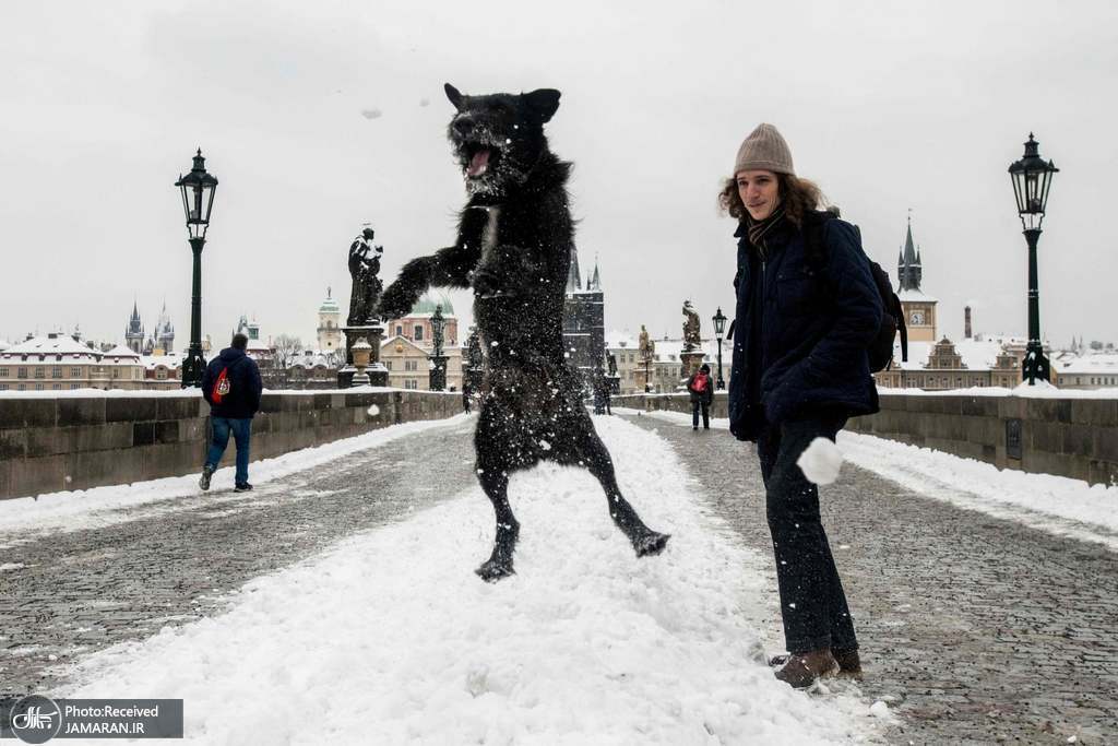 واکنش عجیب یک سگ به بارش برف! + عکس