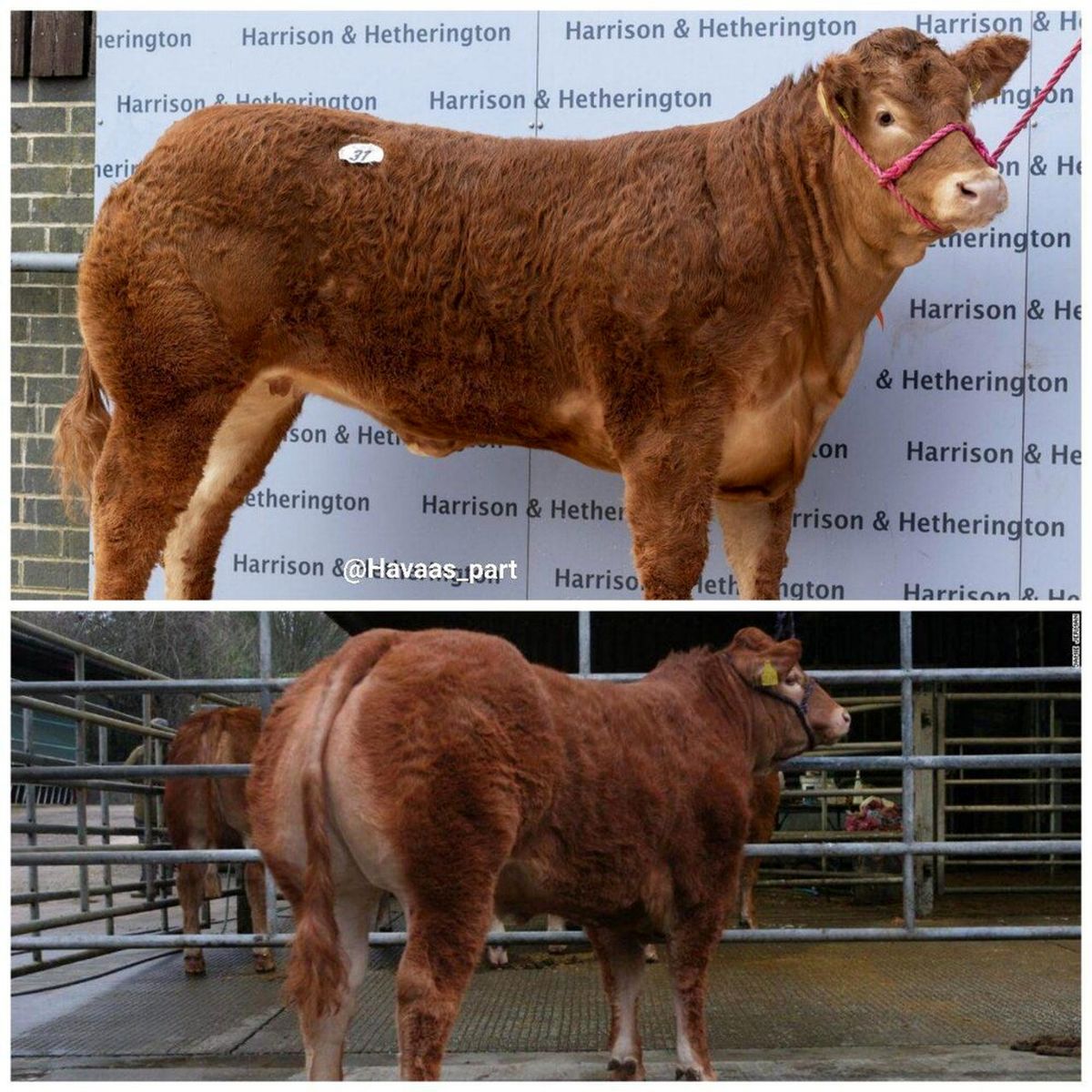 گران‌قیمت‌ترین گاو دنیا؛ ۸.۵ میلیارد تومان فروش رفت! +عکس