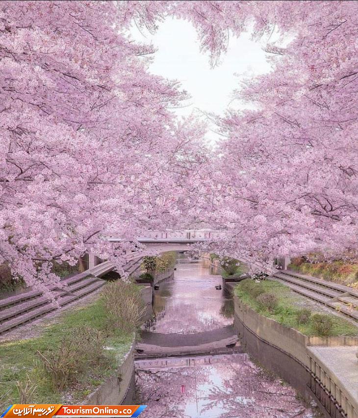 طبیعت صورتی فوق العاده زیبا در ژاپن! + عکس