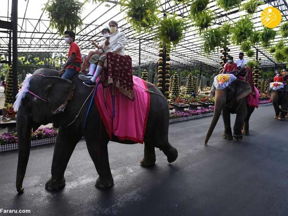 عروسی دسته‌جمعی سوار فیل در پاتایا + عکس