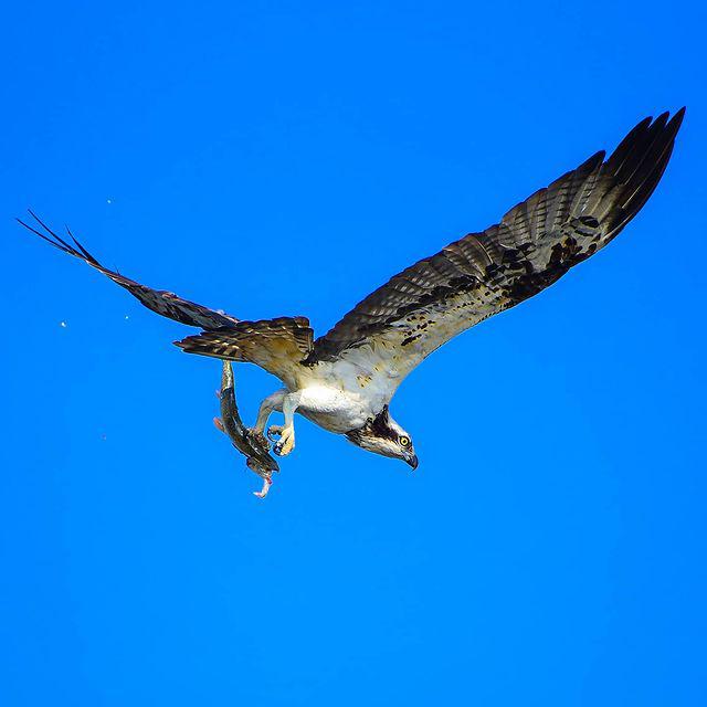  ماهی‌گیر به سبک عقاب+ عکس