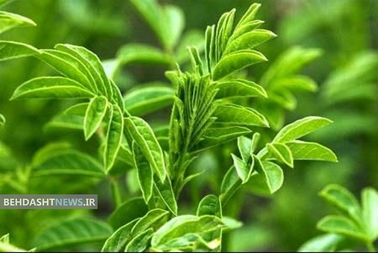 تقویت سیستم ایمنی بدن با مصرف «شیرین بیان»