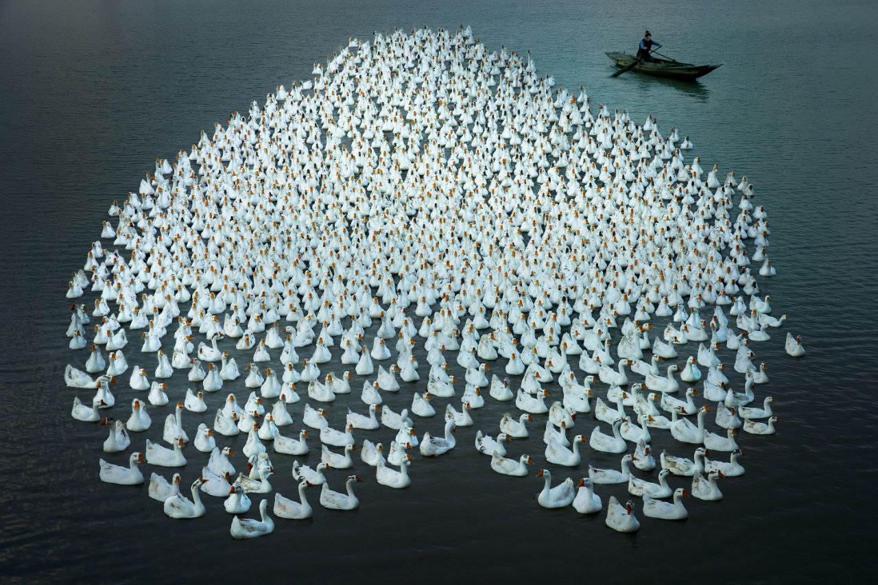 تصویری دیدنی از گله غازها + عکس