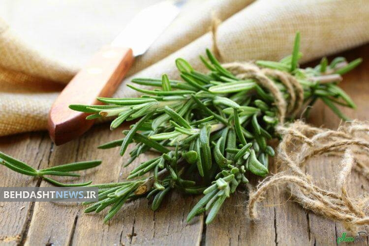 رزماری و افزایش حافظه دانش‌آموزان