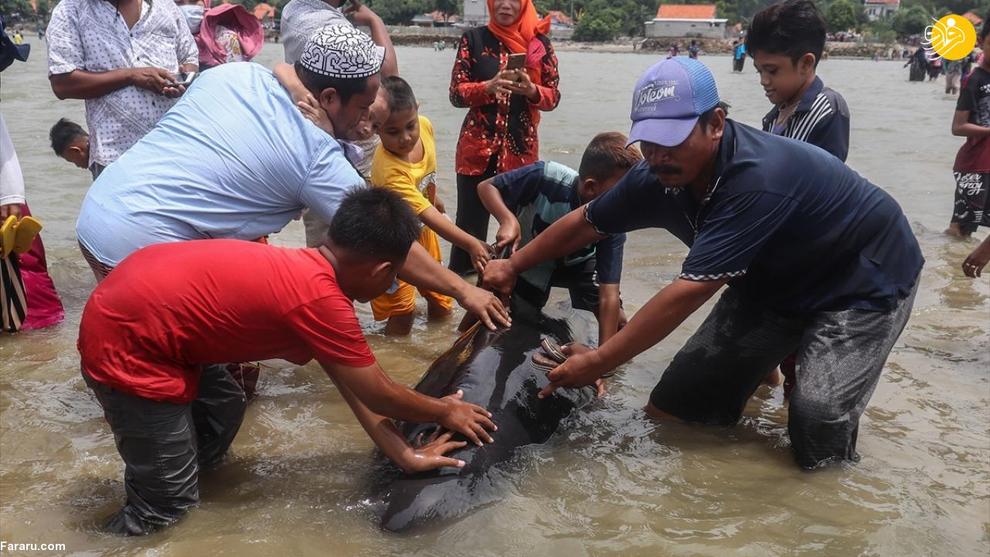 نجات نهنگ‌های به گل نشسته در اندونزی + عکس