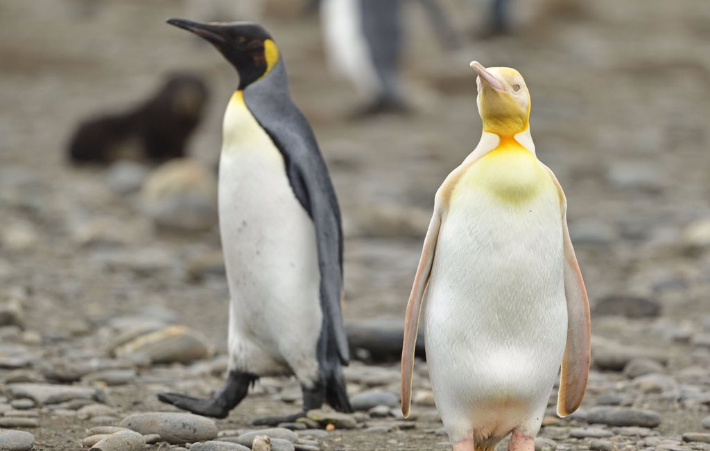تنها ترین پنگوئن زرد دنیا + عکس