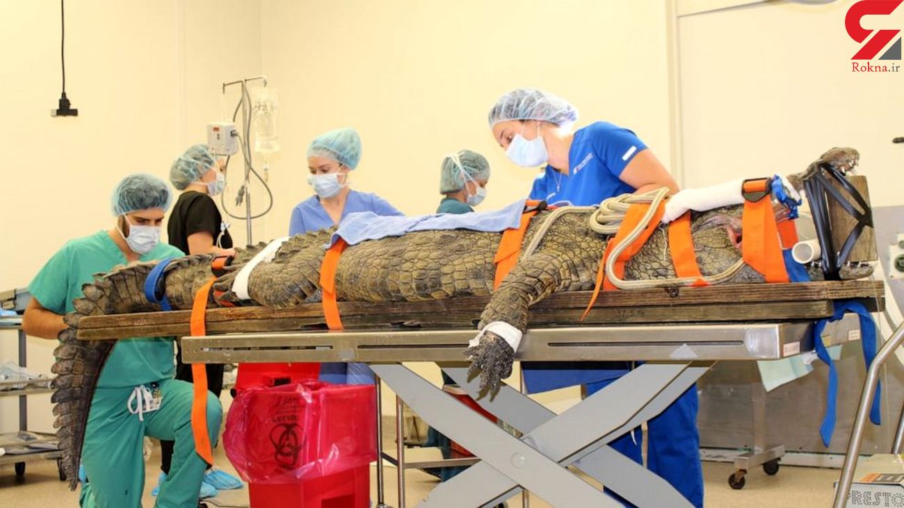 جراحی یک تمساح به خاطر بلعیدن لنگه کفش + عکس