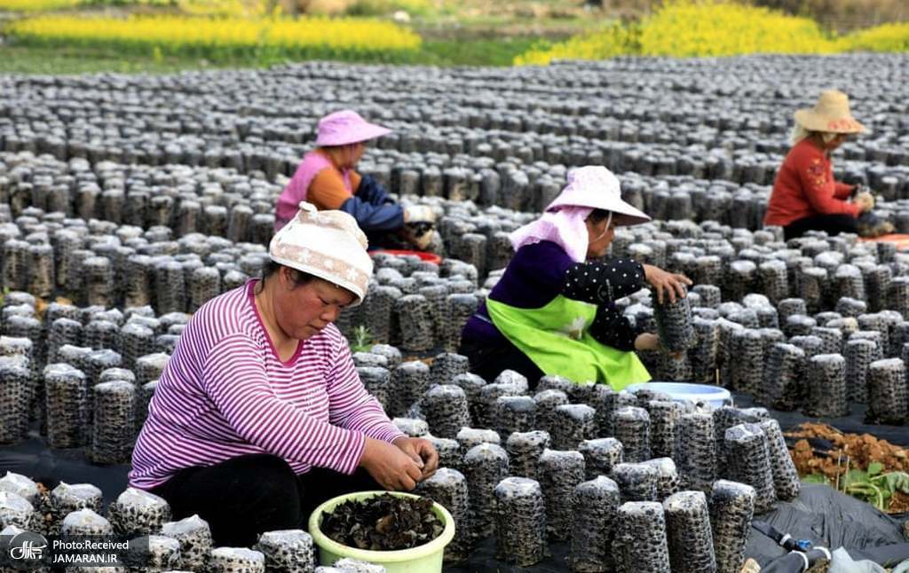 خشک کردن و فروختن قارچ سیاه خوراکی در چین + عکس