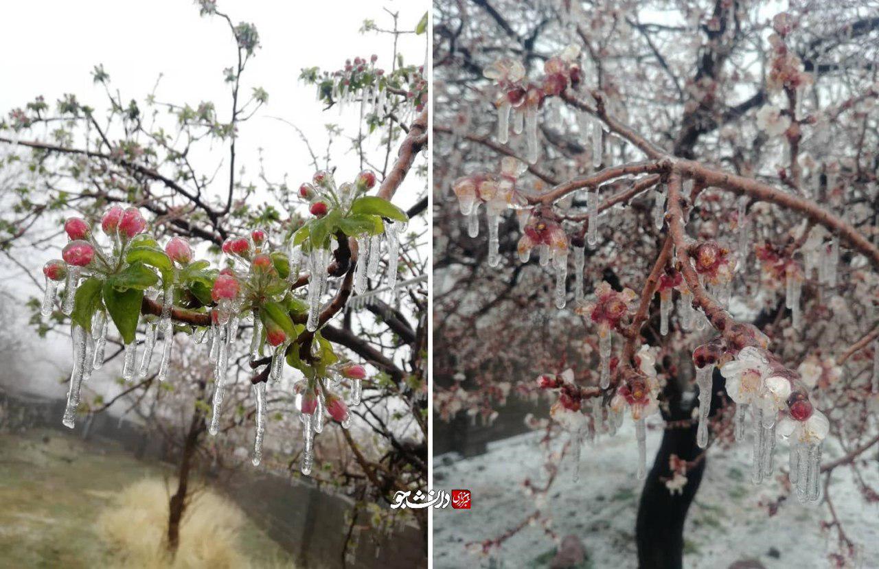 سرمازدگی بی‌سابقه شکوفه‌های درختان در کرمان+ عکس