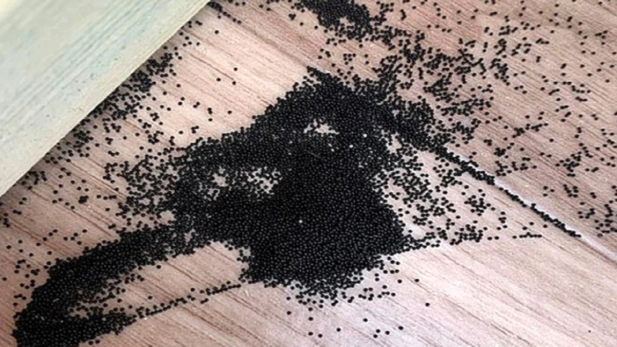 اسباب بازی که آرامش یک خانواده را بهم زد +عکس