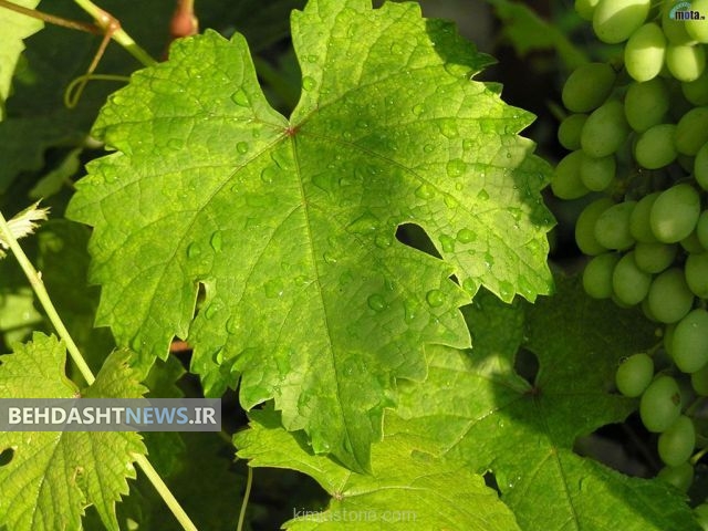 از خواص برگ مو چه می دانید