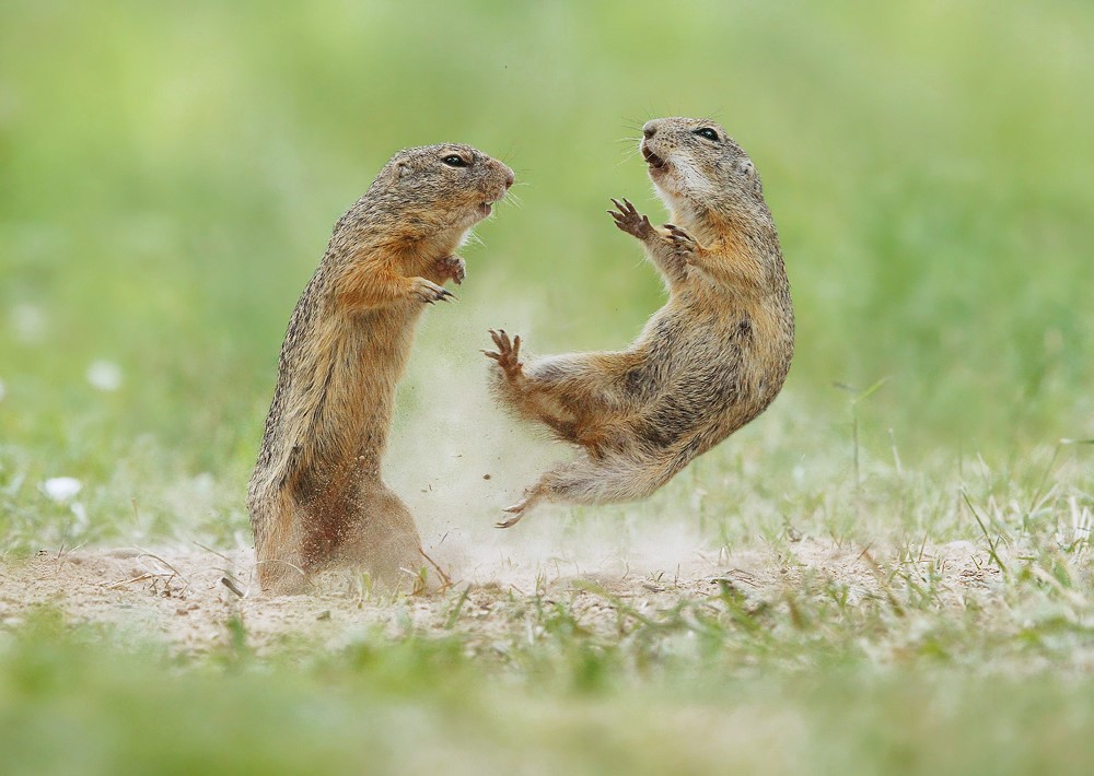 ژست های جالب سنجاب‌های بیابانی! + عکس