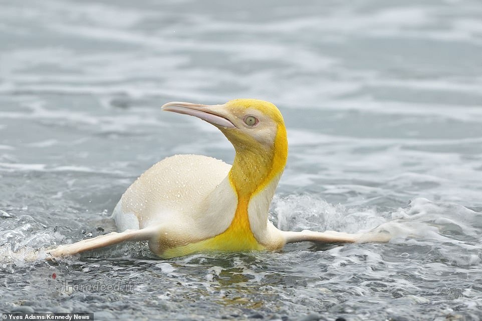 پنگوئنی با رنگ گرمسیریِ زرد درخشان