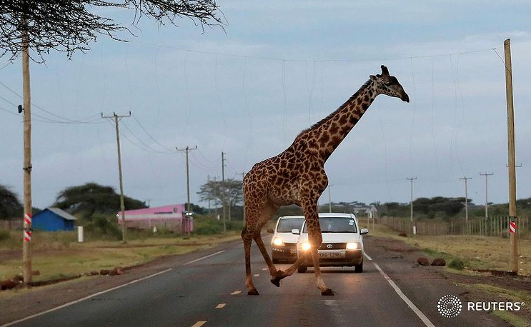 هیبت عجیب زرافه در مقابل خودرو + عکس