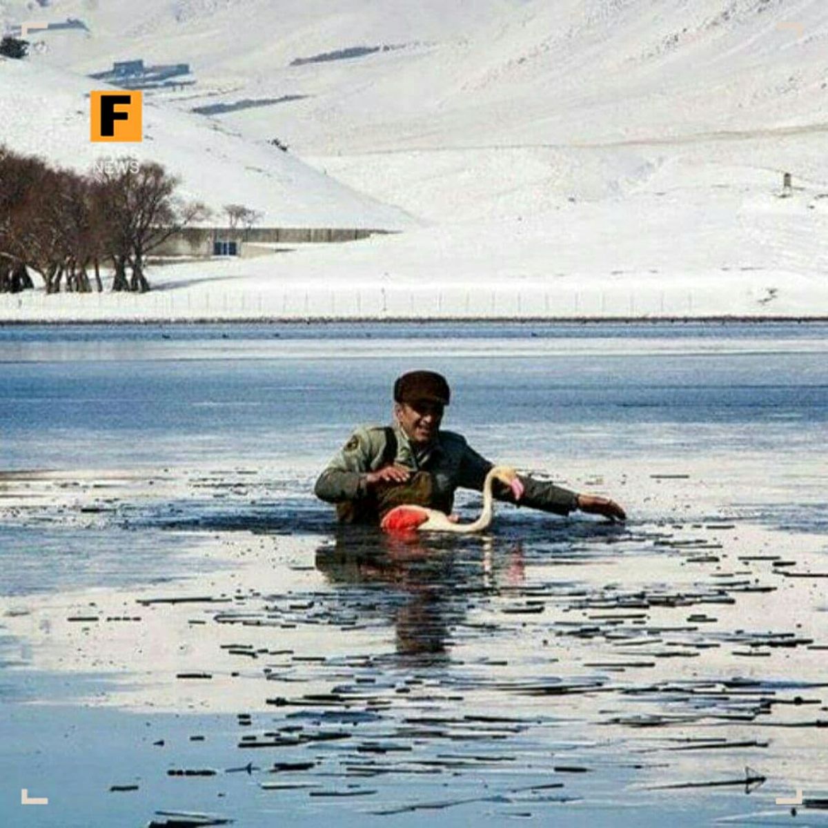 نجات فلامینگوی گرفتار در آب یخ‌زده تالاب قوری‌گول‌ +عکس