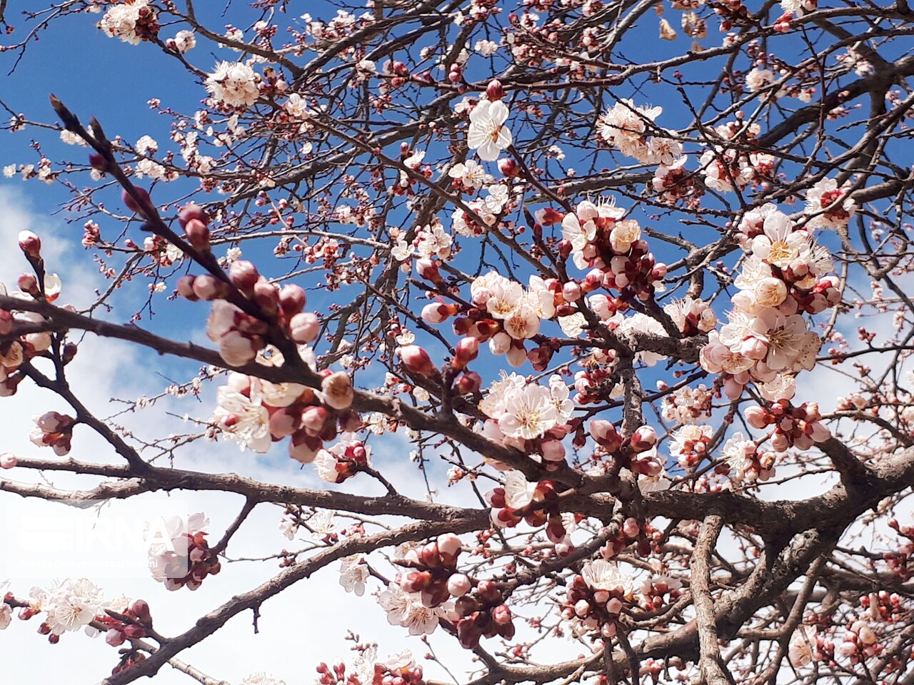  شکوفه های بهاری درختان در بروجرد + عکس