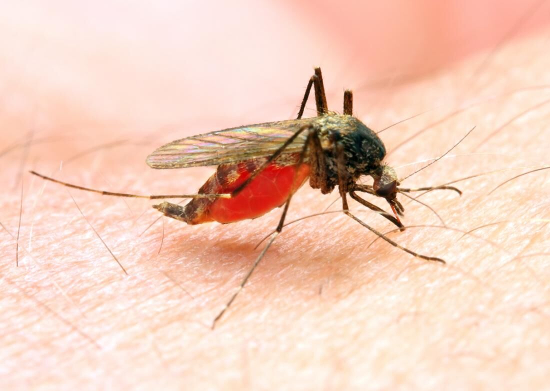 روشی برای مهار عفونت مالاریا