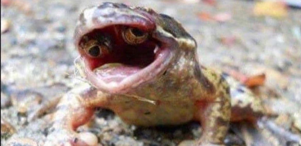 قورباغه‌‌ ای با دو چشم در دهانش! + عکس
