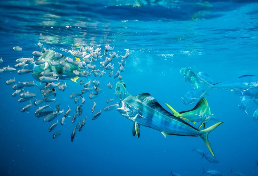  ماهی ها طعمه شکارچیان بزرگ + عکس