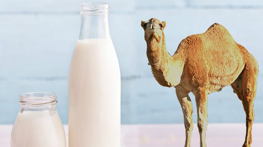 شیـر شتر هم غذا، هم دارو