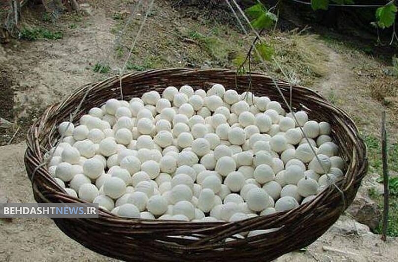 کشک و فواید آن