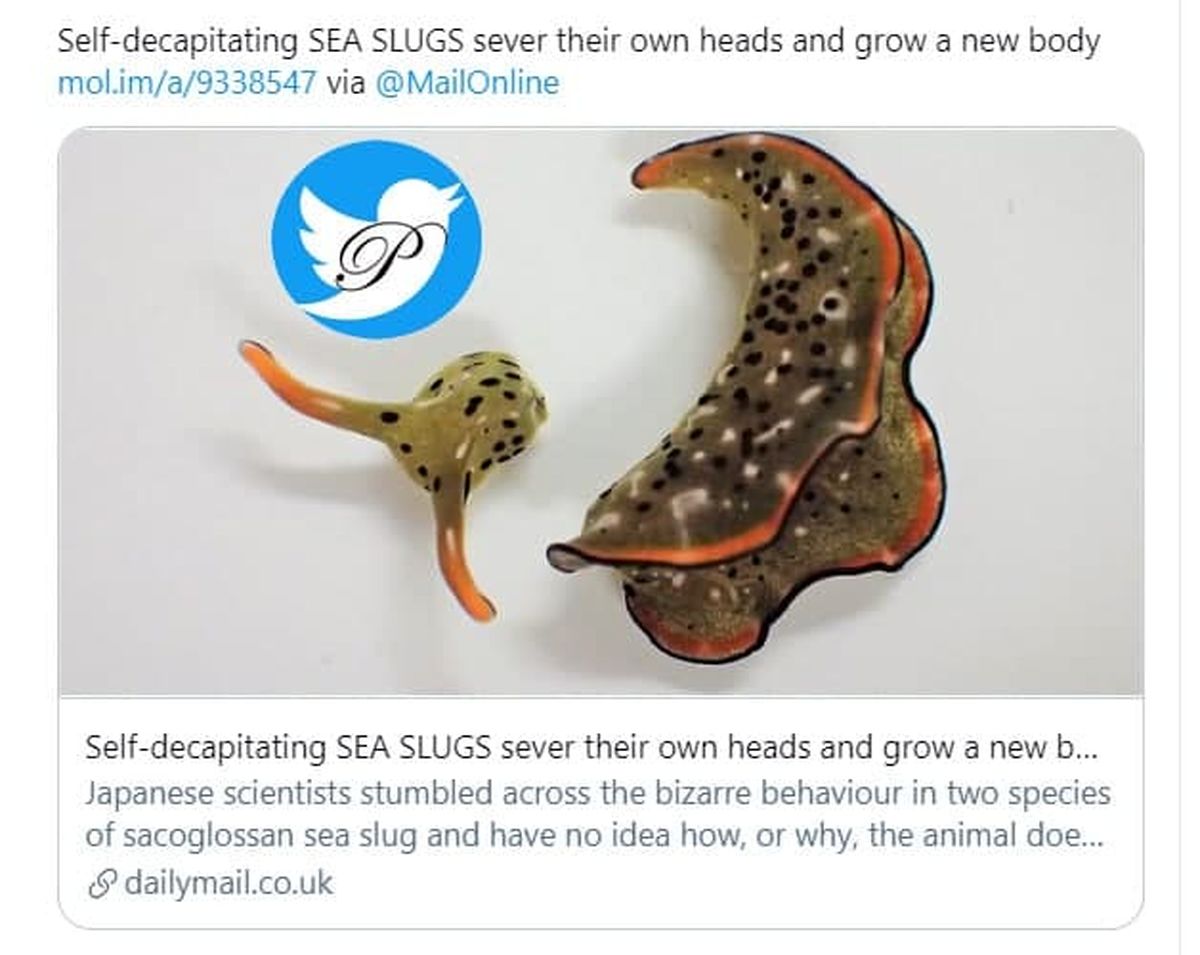 موجود عجیبی که سر خودش را قطع می کند! +عکس